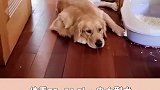 适合女生养的大型狗狗来喽