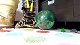 顶着个球的猫咪，看着滑稽的小样子，还真是搞笑呢！