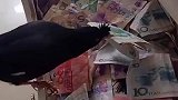养鸟千日，用鸟一时