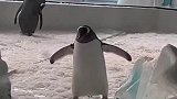 企鹅：这里冰碴子太多