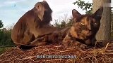 猴子给猫咪抓跳蚤,猫咪一脸享受的样子,这是有多舒服