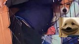 狗子的窝被孩子霸占，狗子眼神暗示求救，“不来管管你儿子