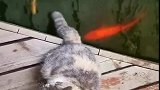 猫：急死我了，怎么还不上钩！