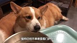 小猫咪挑战极限瑜伽，这也太丝滑了，网友：实锤，猫是水做的