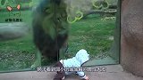 老虎隔着玻璃袭击男子，结果男子一回头，老虎尴尬了！