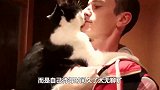 宠主买了一个猫玩偶回家，猫主子看到崩溃了，猫咪：不爱我了？