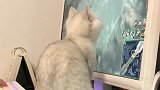 小伙玩游戏，谁知小猫一只蹲在屏幕前，这一幕太搞笑了！