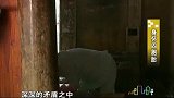 女子身怀四胞胎，看到邻居家养三胞胎的艰辛时，瞬间退缩了
