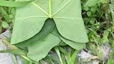 猜猜里面是啥，紫皮独头蒜吗