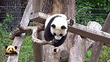 熊猫宝宝梦圆展示自己的倒挂本领，结果被卡住：哥哥快来救我！