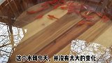古法养鱼主要注意哪几点？饲养密度和换水，尤其是抽底换水
