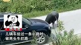 乡村小路遇拦路牛，小车被迫缓缓倒车，汽车无奈惨遭毒手