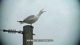 男子手机被海鸥叼走，可是摄像头还开着，无意间拍下珍贵画面