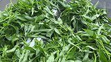 吃不完的空心菜千万别扔？做成「卜问菜」，做菜开汤都是一绝！