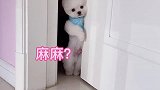 有礼貌的狗狗求陪睡