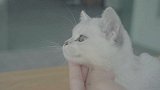 喵呜记 第2集：资深铲屎官亲传撸猫大法