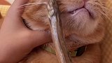 波比：虽然我不是人但是你是真的狗！！橘猫 铲屎官的乐趣 猫