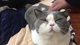 由于猫咪掉毛严重,铲屎官不得不把猫咪养到三楼上