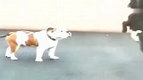 不管山羊怎么进攻，英国斗牛犬都无动于衷，真佩服它的定力！