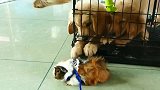 金毛猎犬幼犬和豚鼠玩耍得这么嗨，动物没有国界啊