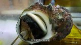 大厨处理巨型海螺，直接用手拽出头，切片生吃，鲜美！