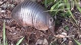 外壳最坚硬的动物，犰狳，比穿山甲盔甲还要坚硬