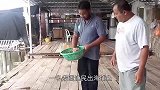 渔民出海捕到“龙鱼”，十分罕见，同伴龙你个大头鬼，不要命了！