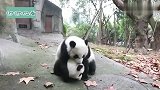 熊猫：小团子：跑什么呀，快来跟我干一架，好久没动手了！