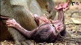 母猴把刚出生的小猴丢在地上，任凭小猴子怎么挣扎，好扎心的一幕