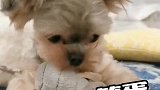 快喊你家大笨蛋来看看！