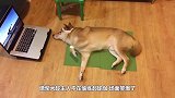 柴犬趁主人不在偷练瑜伽，场面笑爆了，说它没成精谁信啊？