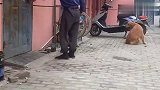 捡破烂的大叔给金毛一个包子，金毛为了报答恩情，竟帮大叔捡瓶子
