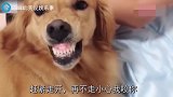 金毛想在床上睡，爸爸让下床，急的狗狗直呲牙，太逗了！