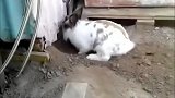 小猫咪陷入废墟，小兔英勇刨地为小猫打开救生通道