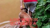 自从得罪主人后，主人逮住机会就报复，心疼狗狗三秒！