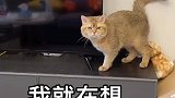 腿咚电视挑战确实有点离谱了