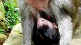 猴妈妈生了个猴宝宝，为了要照顾它什么都做不了