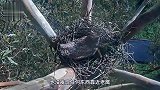 老鹰正好好站在树上，下一秒突然栽倒，这到底是怎么了