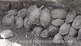 村民枯井发现108只乌龟，男子走进一看，感动的一幕发生了