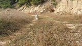 一览众山小，老虎热成狗。江山超大的猫咪——小八