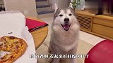 铲屎官吃披萨没给哈士奇，狗子馋的要流哈喇子了，场面笑爆了