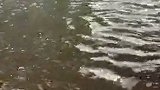 莱万特主场积水严重 莱万特vs毕巴比赛延期