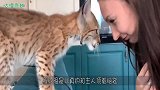 大猫跟主人玩互顶头游戏，玩不过主人就生气了，不搭理主人！