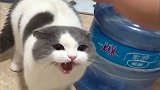 猫：我很燥，讲道理你不要烦我！