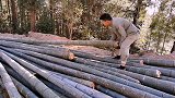 今天把前几天砍的毛竹挑选一下，锯成需要的尺寸。