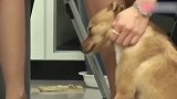 实名羡慕，狗生“赢家”！