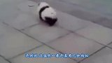 是熊是狗宠物狗长相酷似熊引网友唇枪舌战