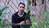 燕窝火龙果，怎样正确给它育苗？手把手教会你