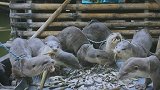 传说中的“水猴子”，被孟加拉国居民抓住并驯服，成为捕鱼工具