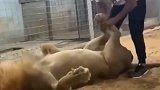 原来狮子是这么懒的生物, 运动还得人来帮忙